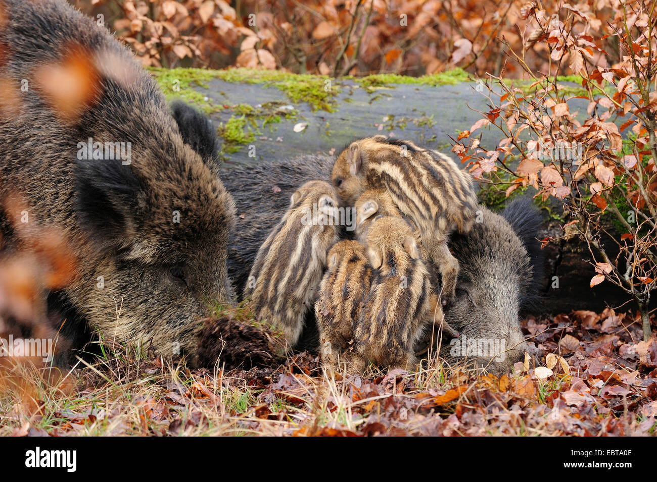 wild boar, pig, wild boar (Sus scrofa), wild sow with shoats, Germany, North Rhine-Westphalia Stock Photo