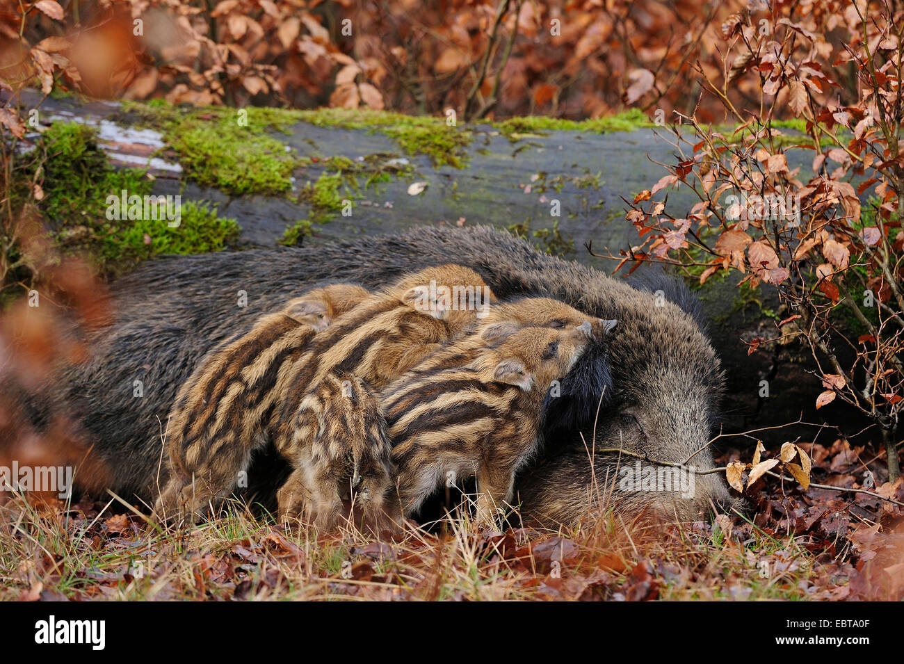 wild boar, pig, wild boar (Sus scrofa), wild sow sucking her shoats, Germany, North Rhine-Westphalia Stock Photo