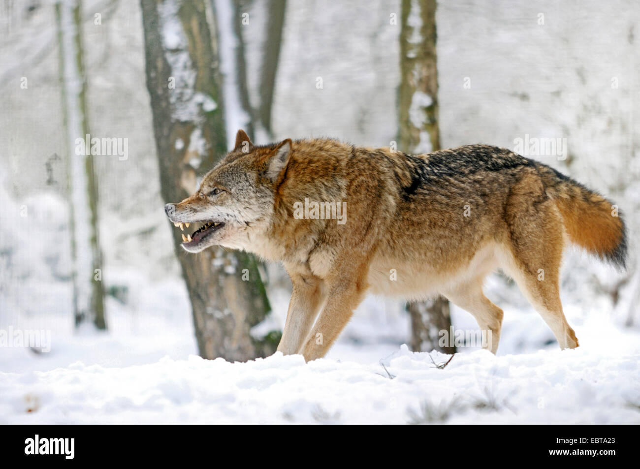 European gray wolf (Canis lupus lupus), displaying teeth, Germany Stock Photo