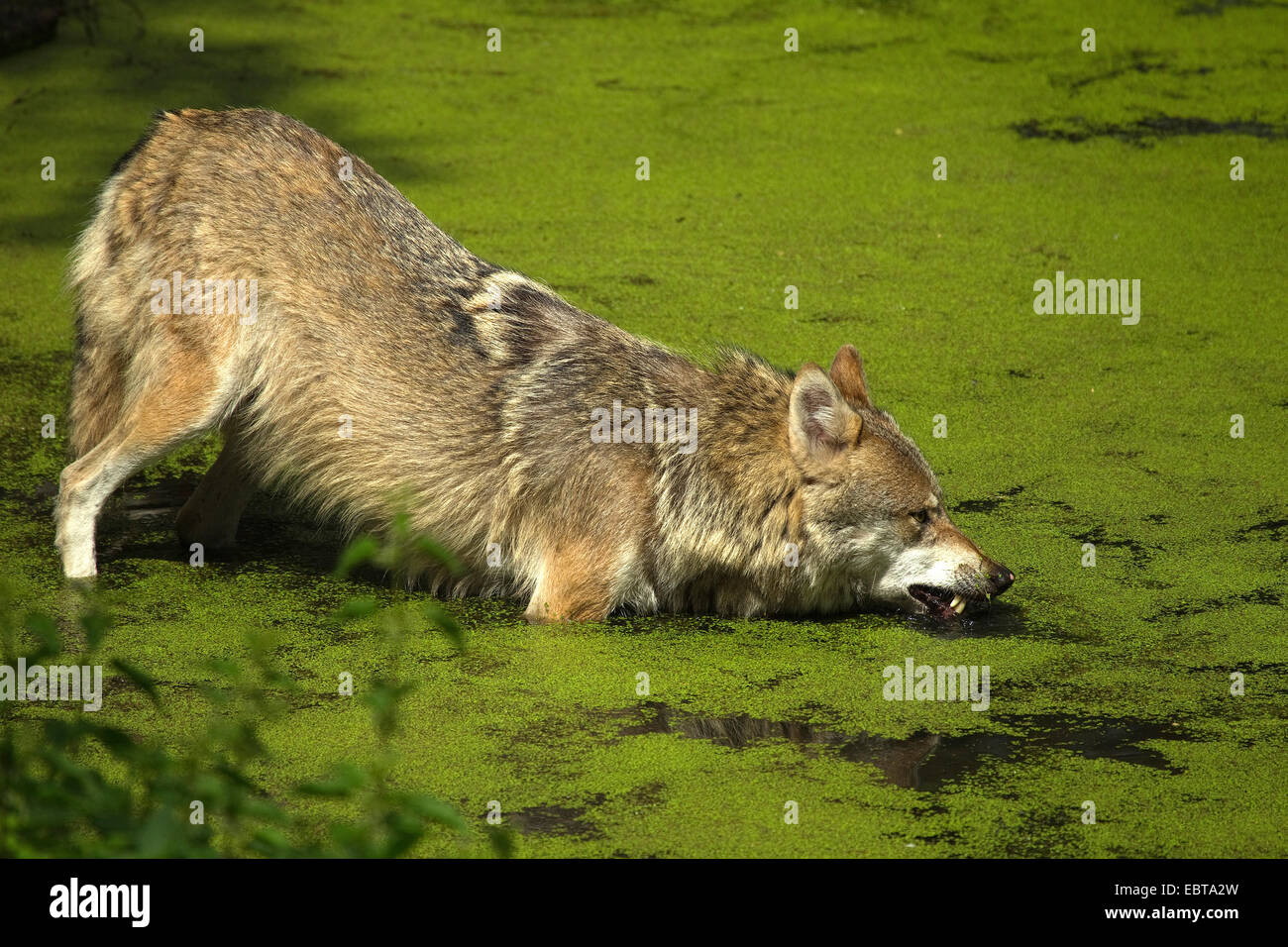 European gray wolf (Canis lupus lupus), on the waterfront of a forest pond, Germany Stock Photo