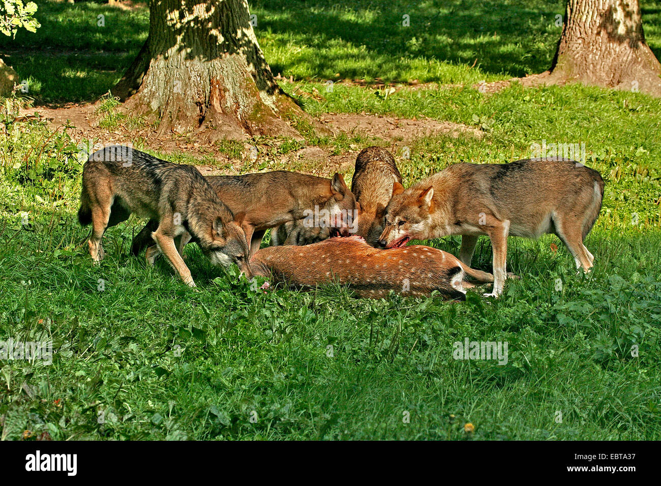 Pack of wolves hunting hi-res stock photography and images - Alamy