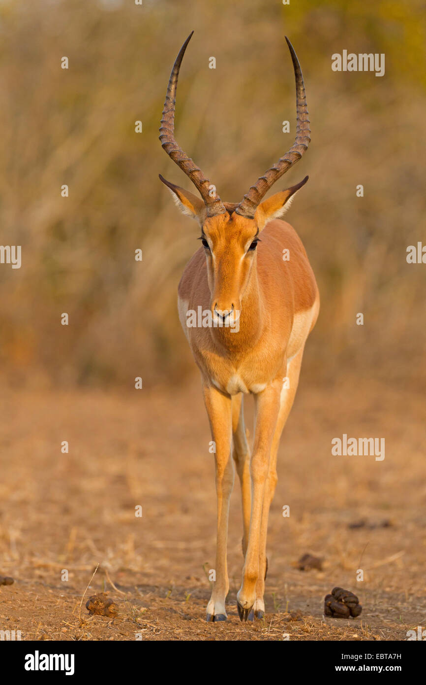 impala (Aepyceros melampus), frontal view, South Africa, Krueger National Park Stock Photo