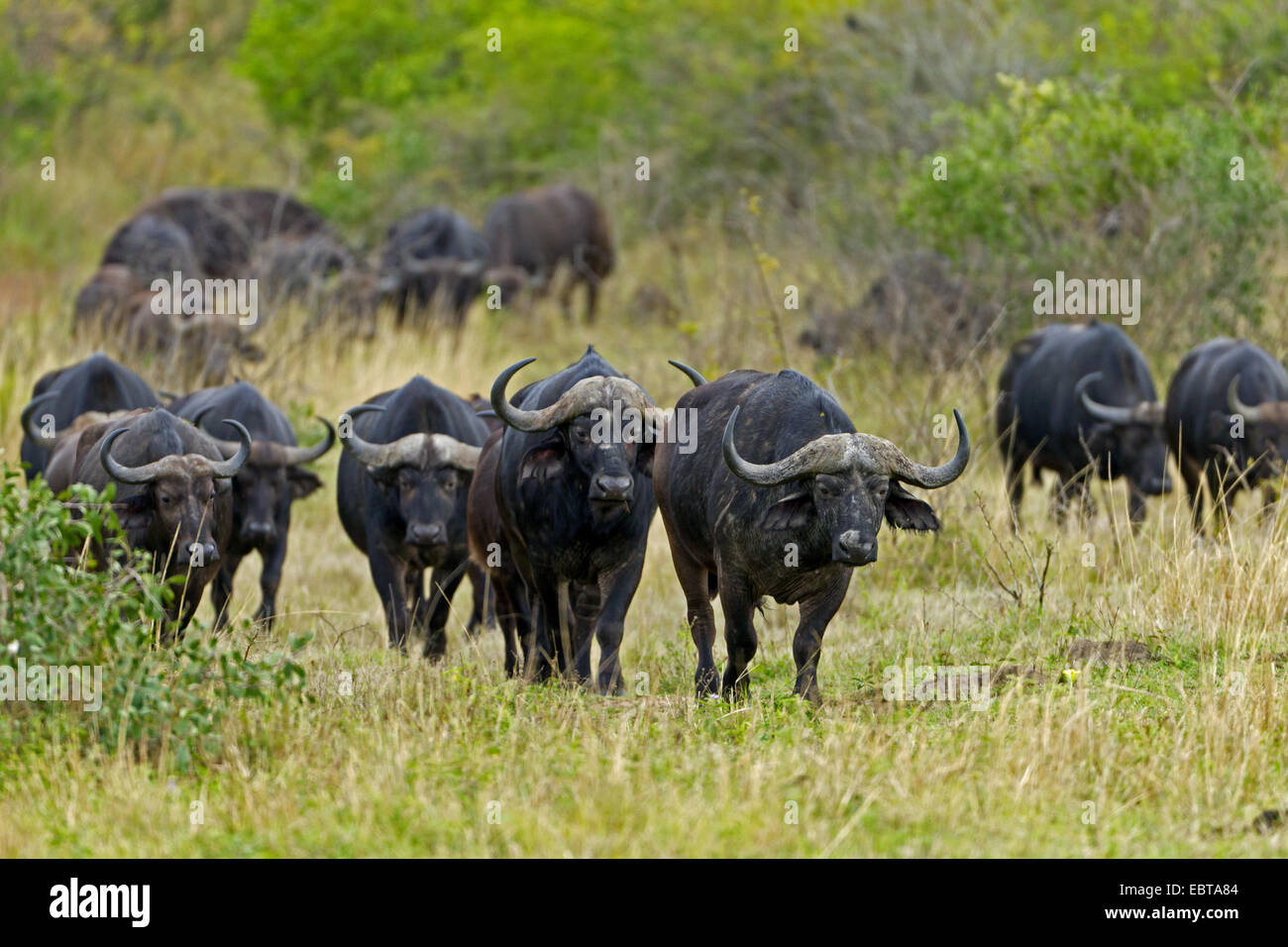 African buffalo (Syncerus caffer), herd in savannah, South Africa, Hluhluwe-Umfolozi-Park Stock Photo