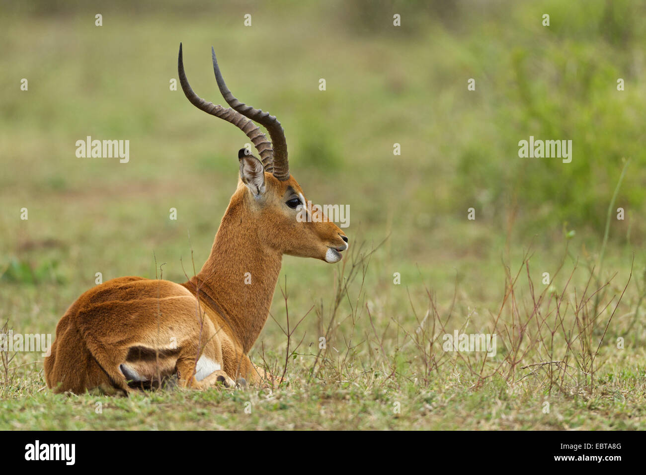impala (Aepyceros melampus), buck lying in a meadow, South Africa, Krueger National Park Stock Photo