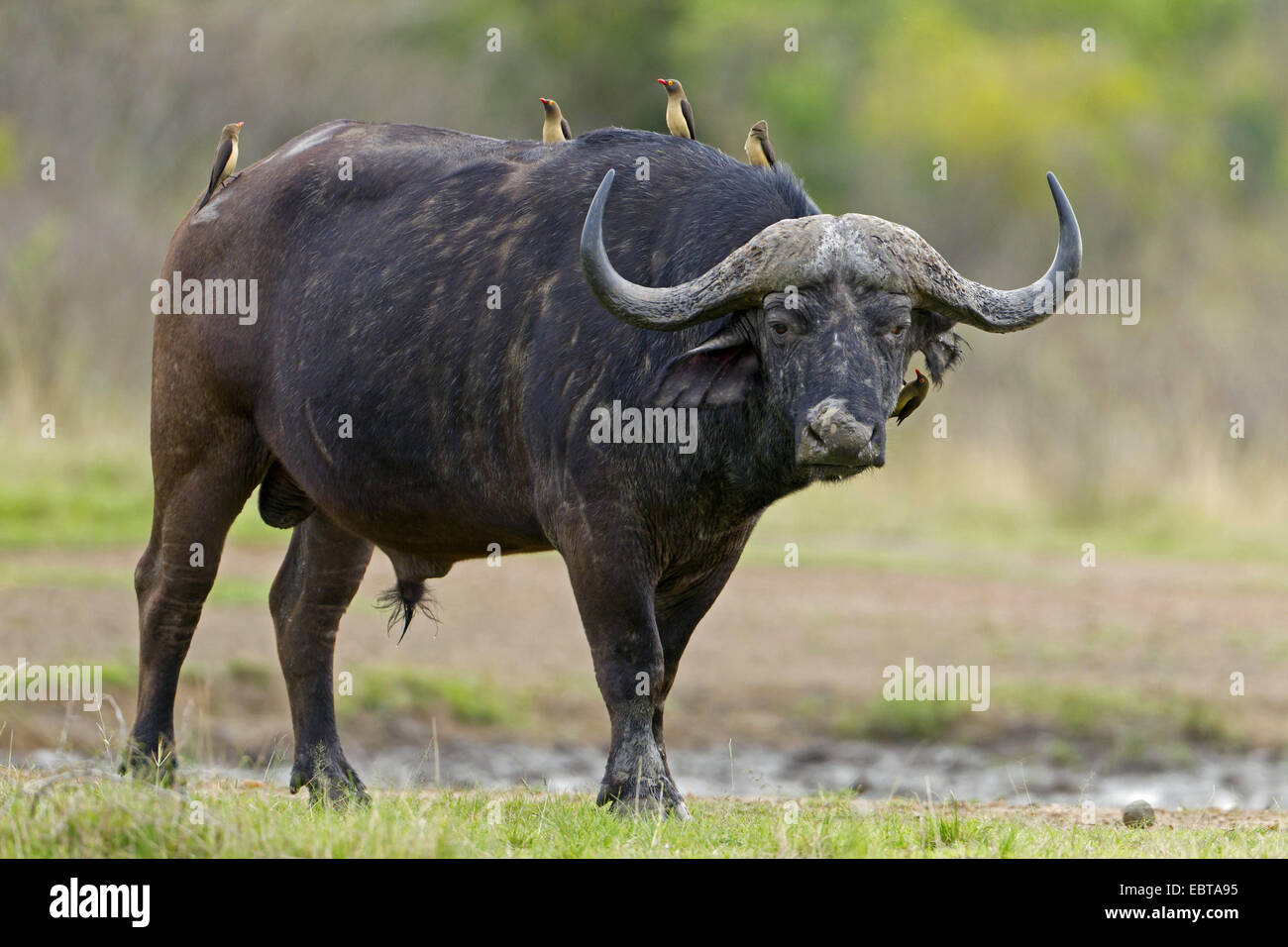 African buffalo (Syncerus caffer), with Red-billed Oxpecker, Buphagus erythrorhynchus, South Africa, Hluhluwe-Umfolozi National Park Stock Photo