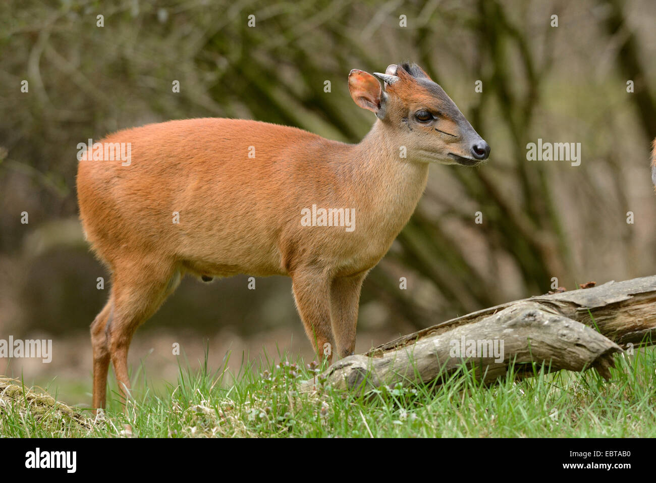 red forest duiker (Cephalophus natalensis), in a meadow Stock Photo