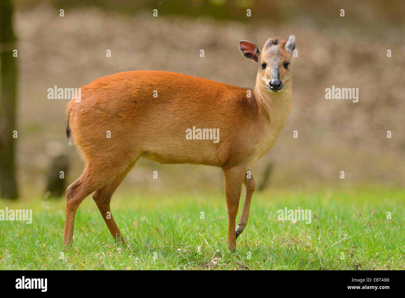 red forest duiker (Cephalophus natalensis), in a meadow Stock Photo
