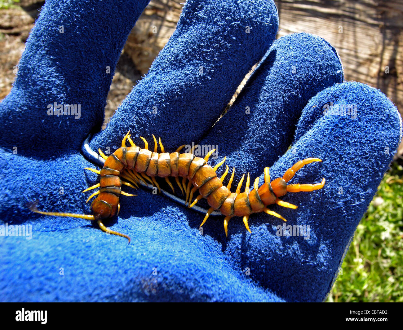 Southern girdled scolopendra (Scolopendra cingulata), in a hand in a protective glove, Spain, Extremadura Stock Photo