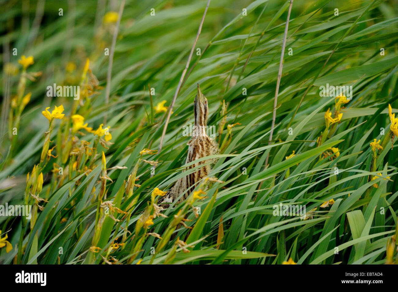 Eurasian bittern (Botaurus stellaris), hidden among Iris pseudacorus, Netherlands, Texel Stock Photo