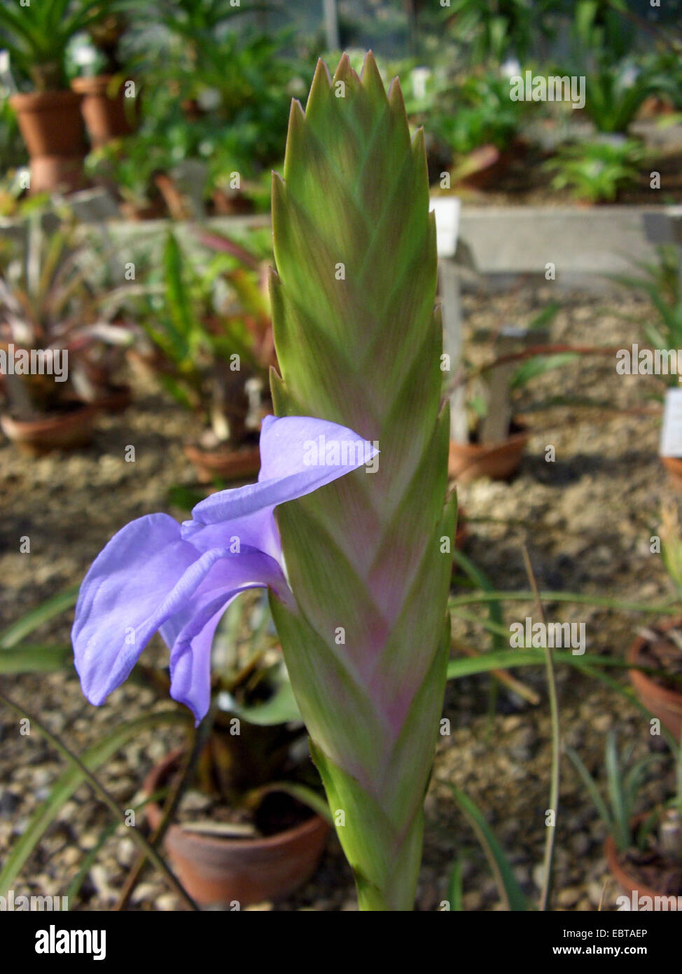 Tillandsia Lindenii High Resolution Stock Photography and Images - Alamy