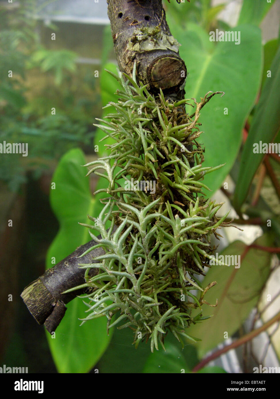 Tillandsia (Tillandsia capillaris), on a branch Stock Photo