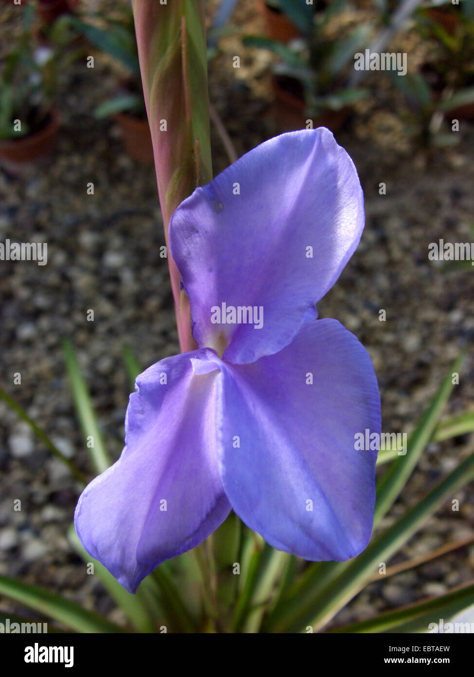 Tillandsia (Tillandsia lindenii), blooming Stock Photo