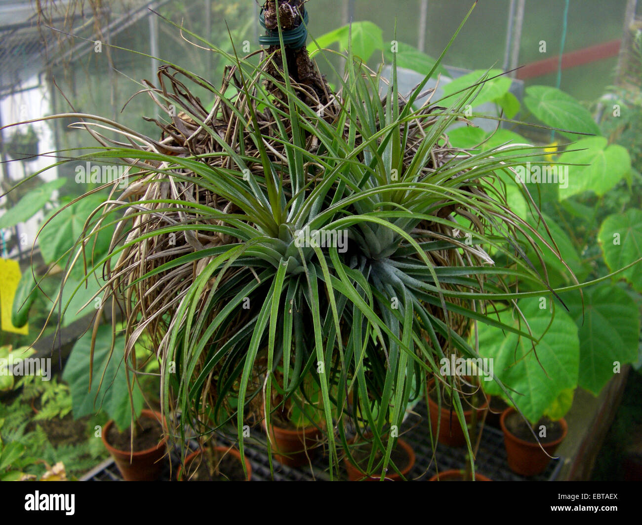 Tillandsia stricta hi-res stock photography and images - Alamy