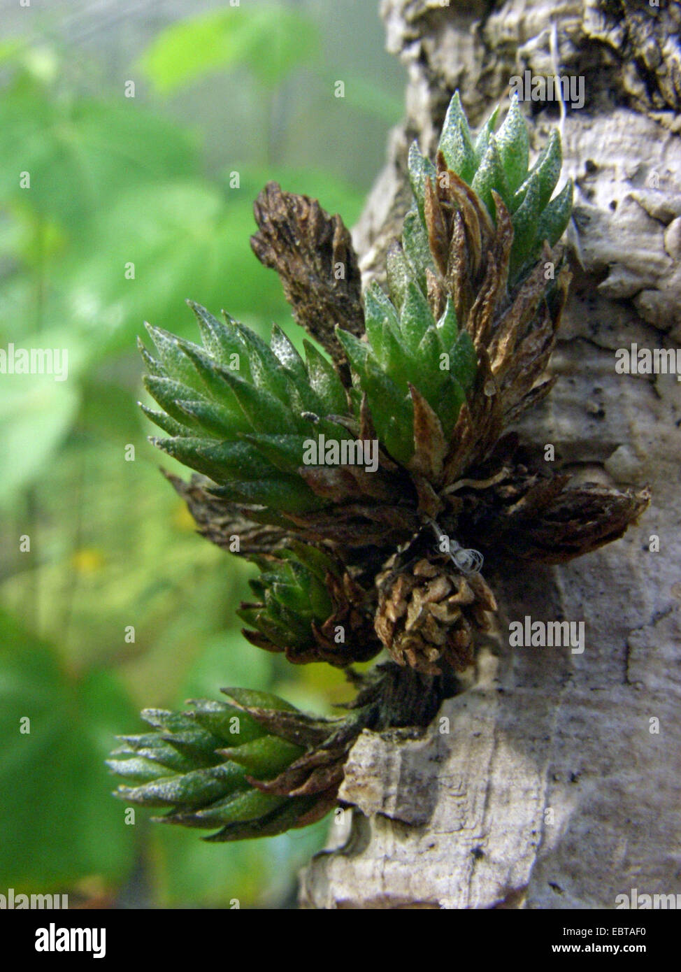 Tillandsia (Tillandsia bryoides), on a branch Stock Photo