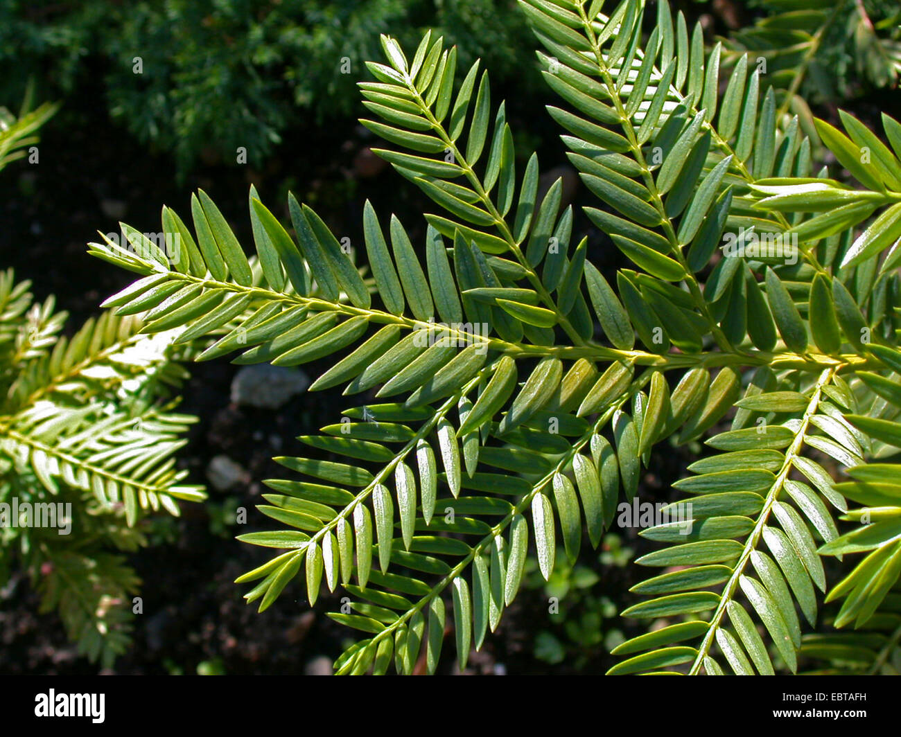 Retrophyllum (Retrophyllum rospigliosi), branch Stock Photo