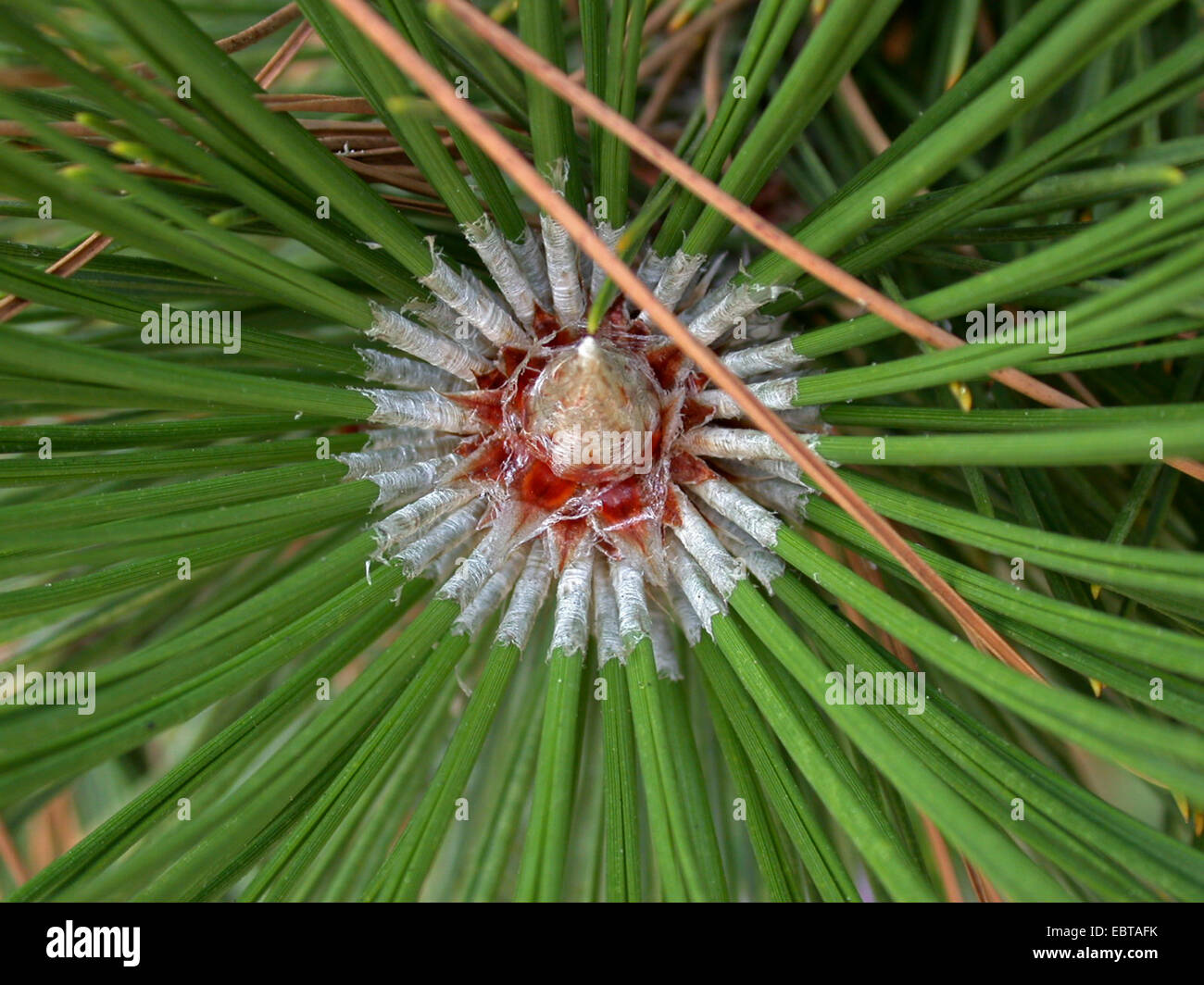 Bosnian Pine, Palebark Pine (Pinus leucodermis), needles Stock Photo