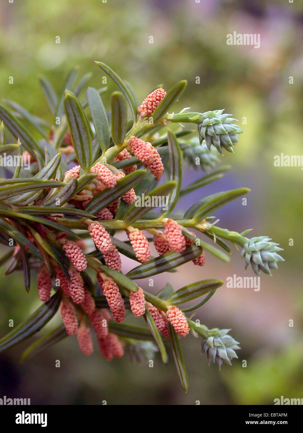 Saxegothaea,  (Saxegothaea conspicua, Squamataxus albertiana), with cones and male flowers Stock Photo