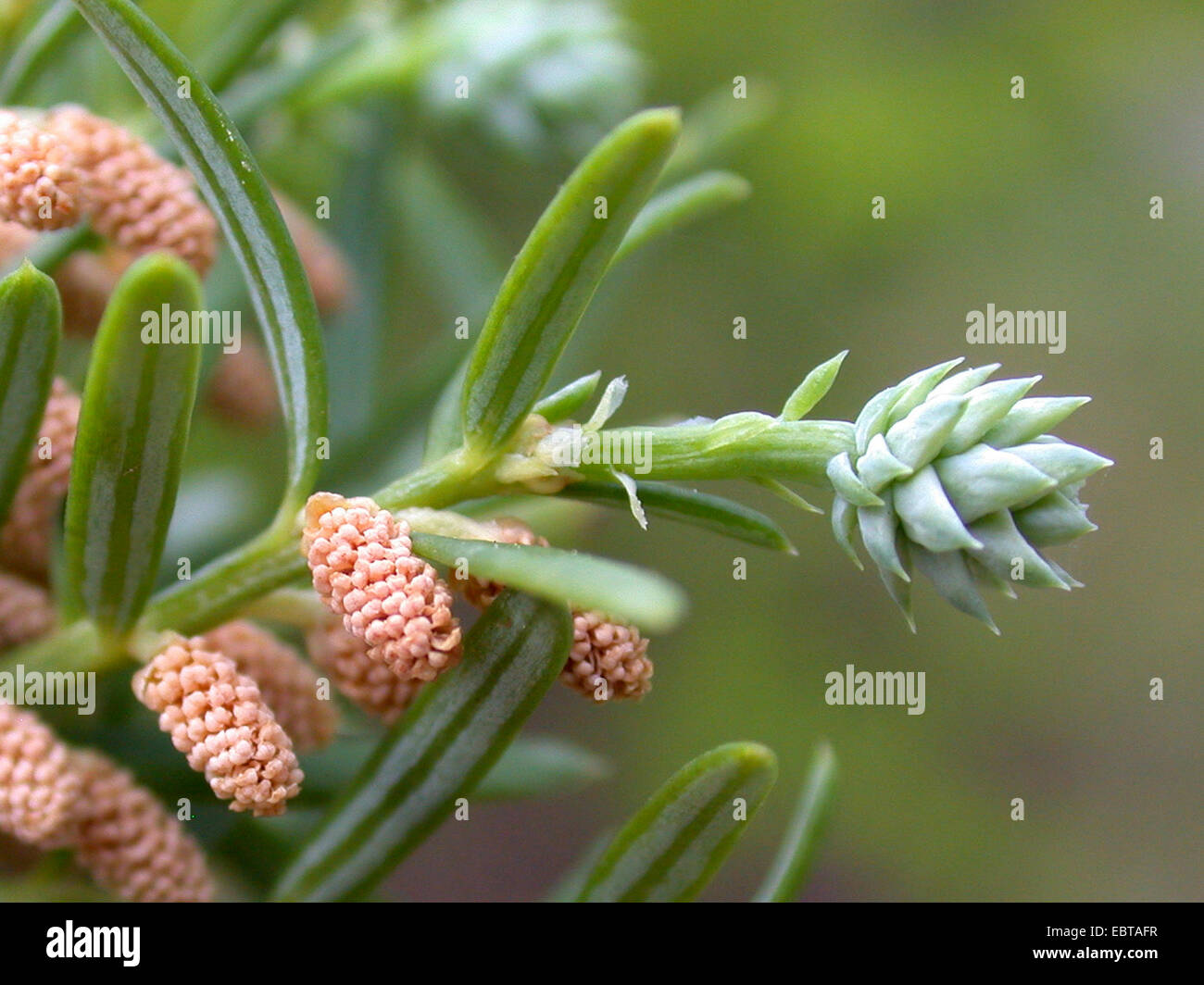 Saxegothaea,  (Saxegothaea conspicua, Squamataxus albertiana), with cone and male flowers Stock Photo