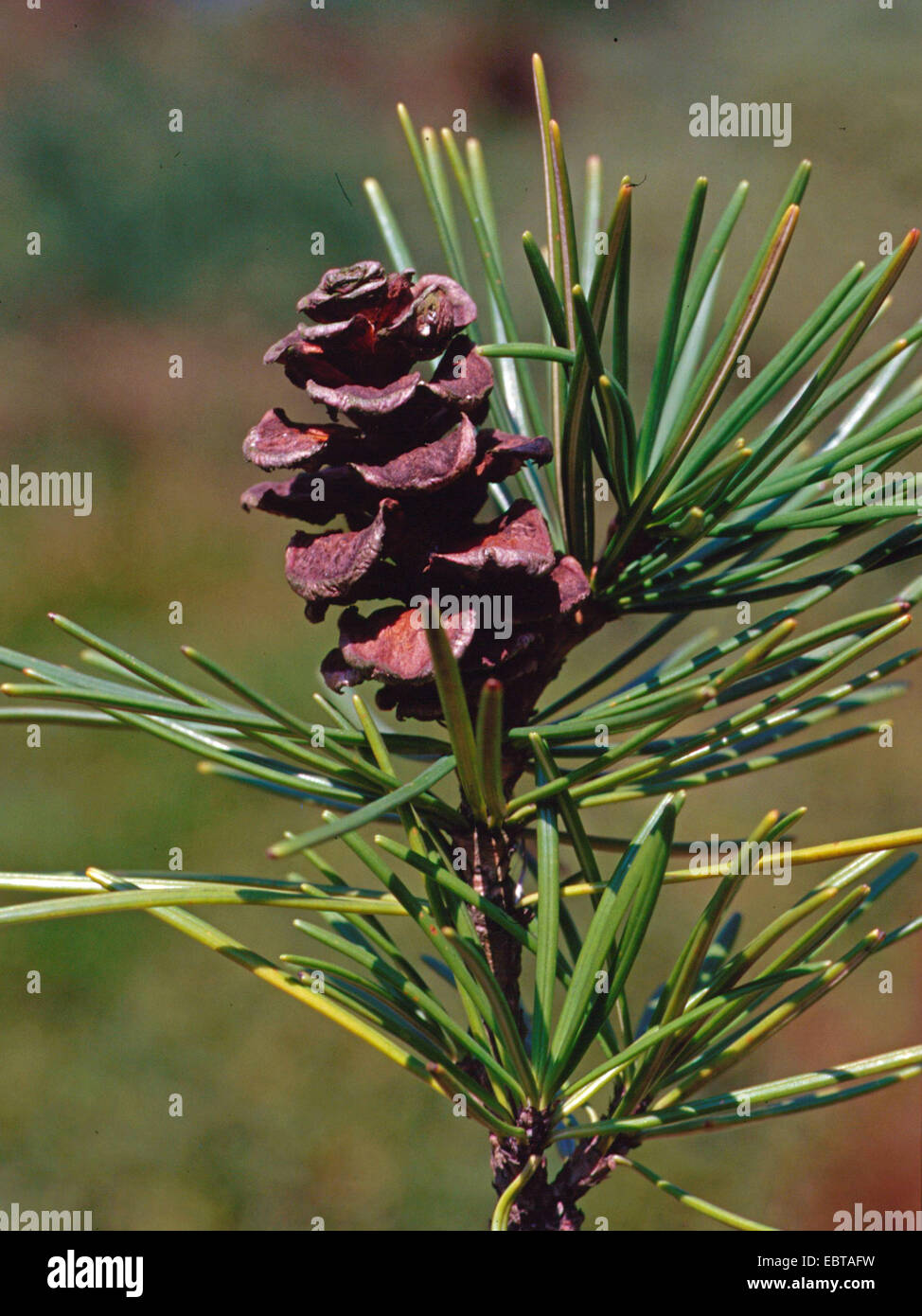 umbrella pine (Sciadopitys verticillata), cone Stock Photo