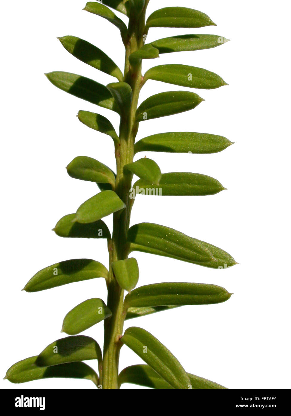 Mountain totara, Snow totara (Podocarpus nivalis), branch Stock Photo