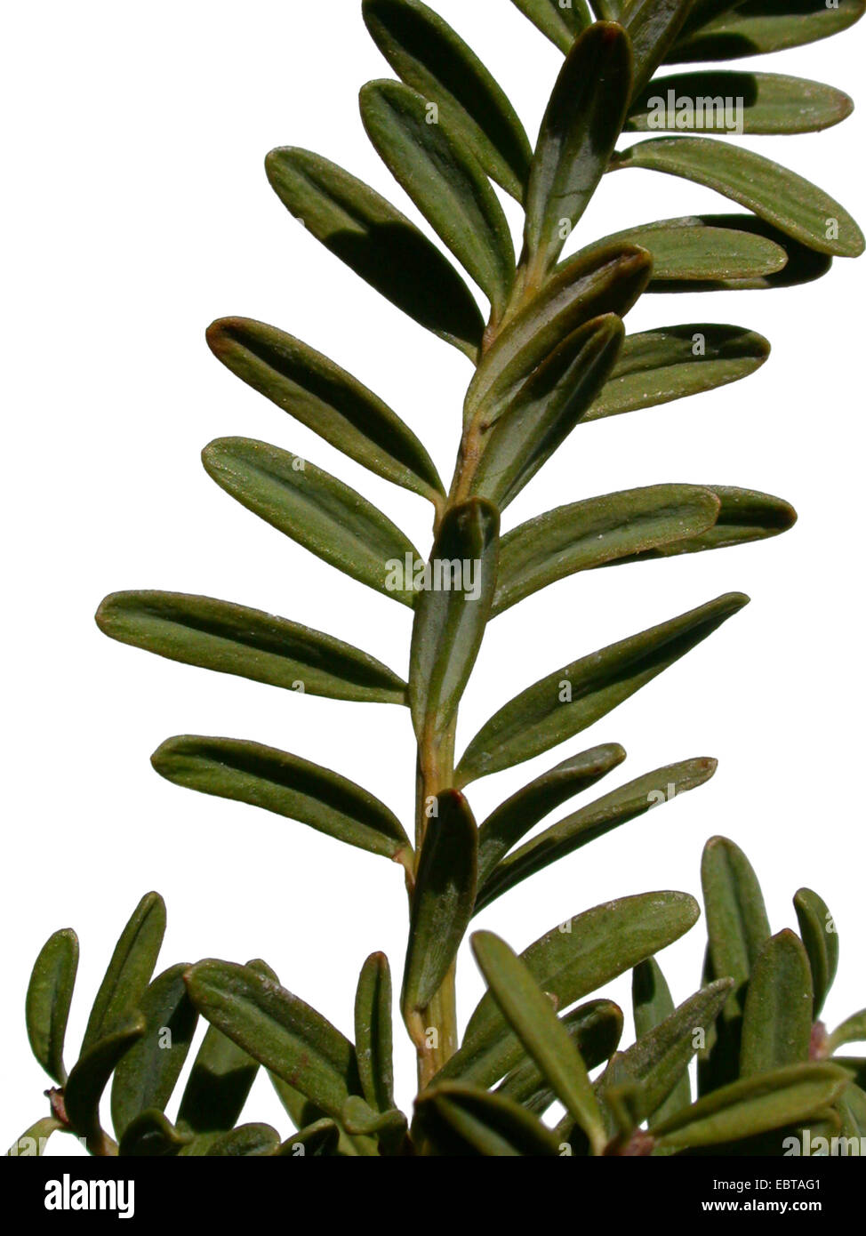 Japanes yew, Alpine Plum Yew  (Podocarpus alpinus), branch Stock Photo