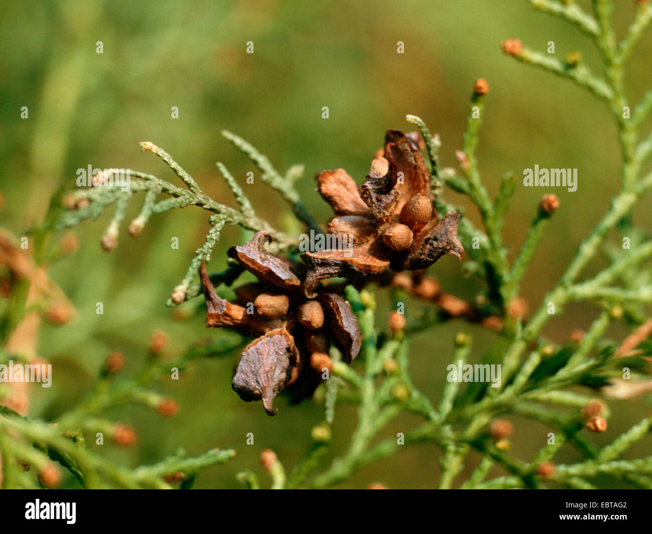 Chinese arbor vitae (Thuja orientalis, Platycladus orientalis), cones with seeds Stock Photo