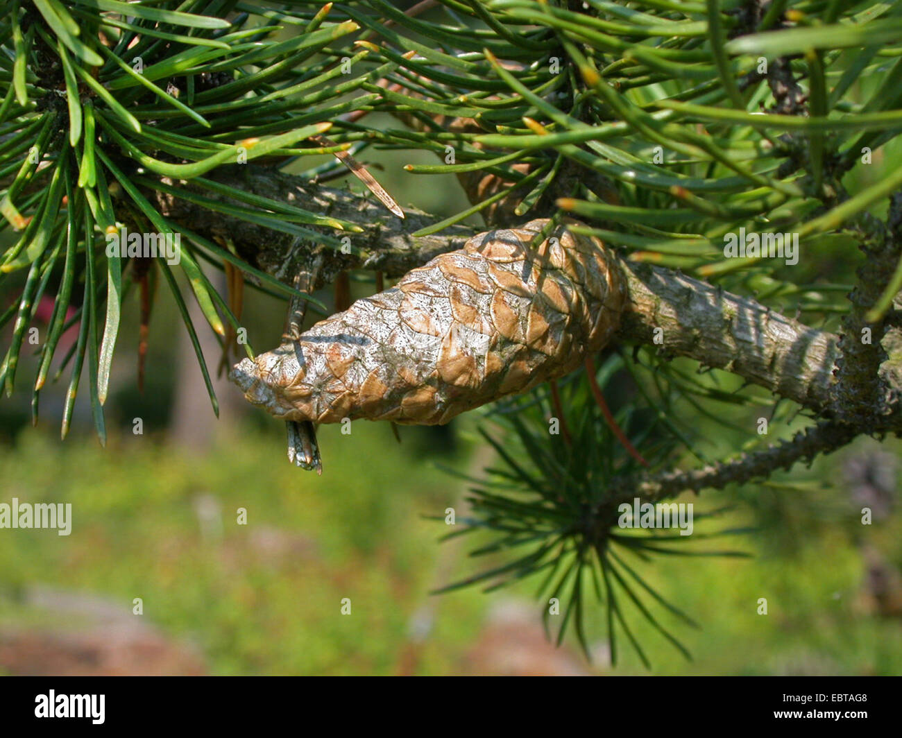 gray pine, jack pine (Pinus banksiana), cone on a branch Stock Photo