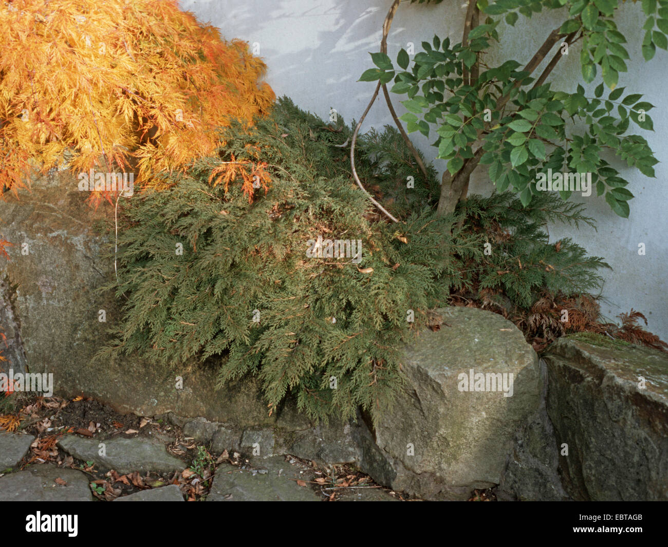Siberian Cypress, Russian Arborvitae (Microbiota decussata), in autumn Stock Photo