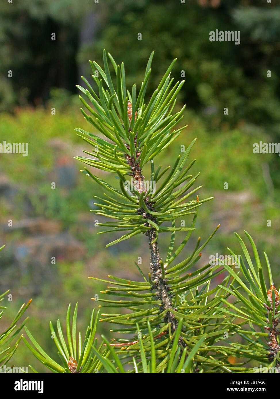 Jack pine hires stock photography and images Alamy