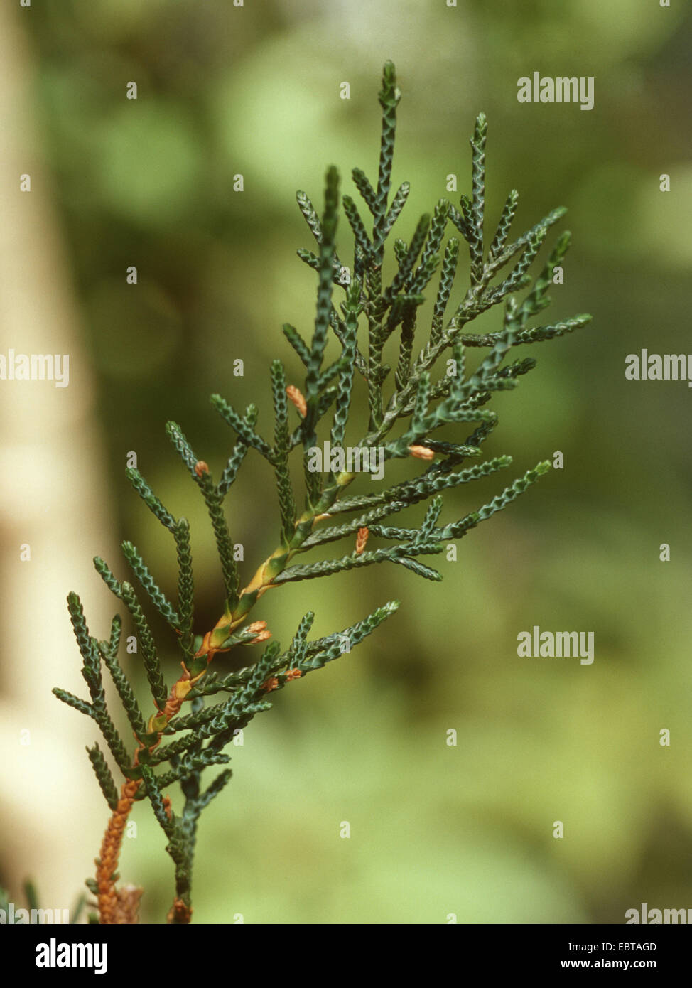 Creeping pine, Microcachrys (Microcachrys tetragona ), branch Stock Photo