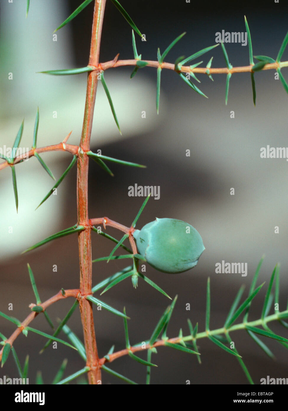 prickly cedar, cade (Juniperus oxycedrus), with cone Stock Photo - Alamy