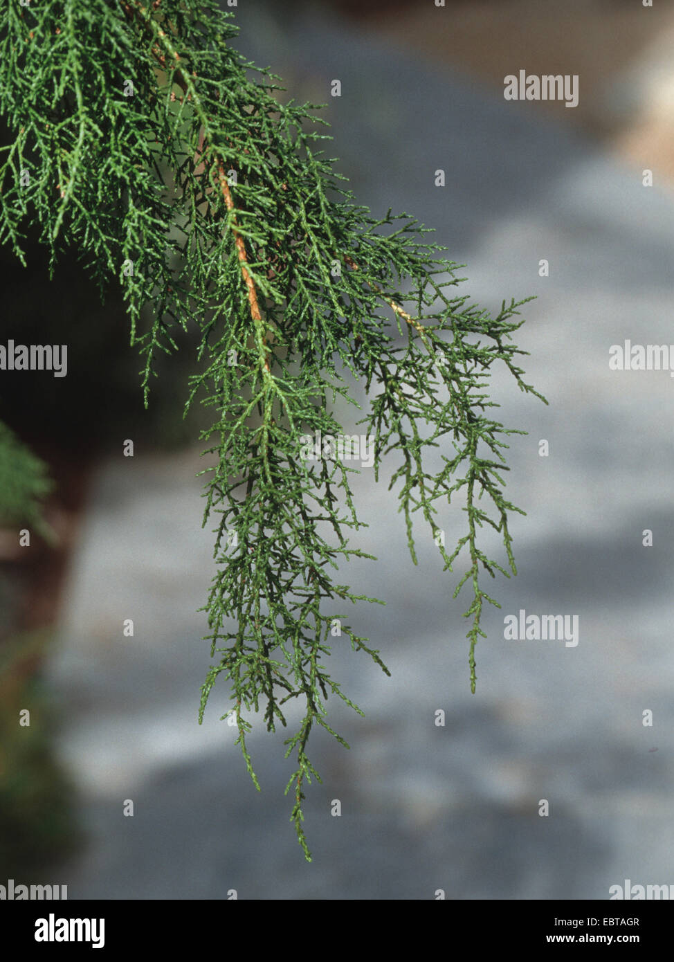Huon Pine, Macquarie Pine (Lagarostrobos franklinii ), branch Stock Photo