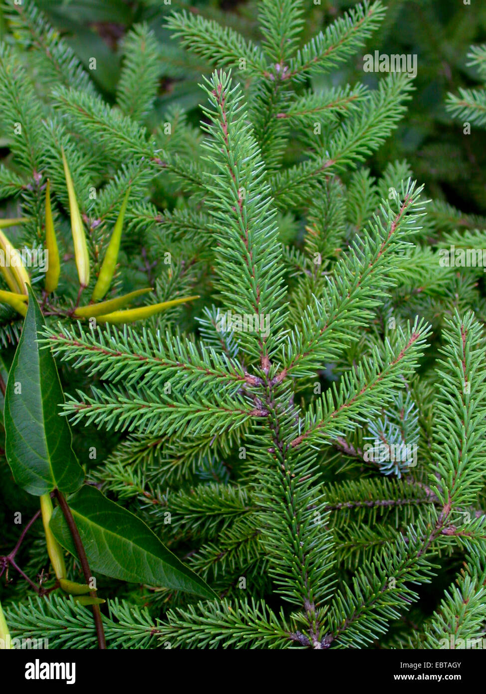 Black spruce (Picea mariana), branch Stock Photo