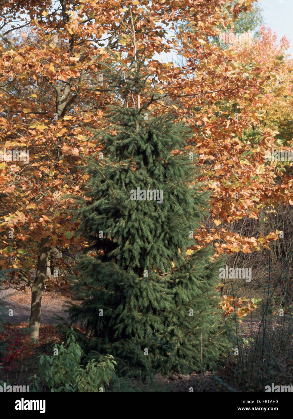 Picea smithiana (Picea smithiana), in an arboretum Stock Photo