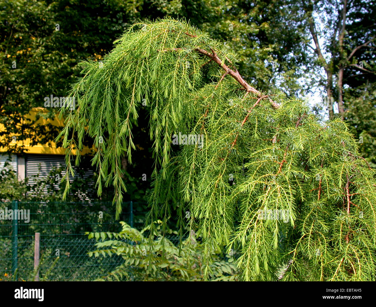 Temple Juniper (Juniperus rigida), branch Stock Photo