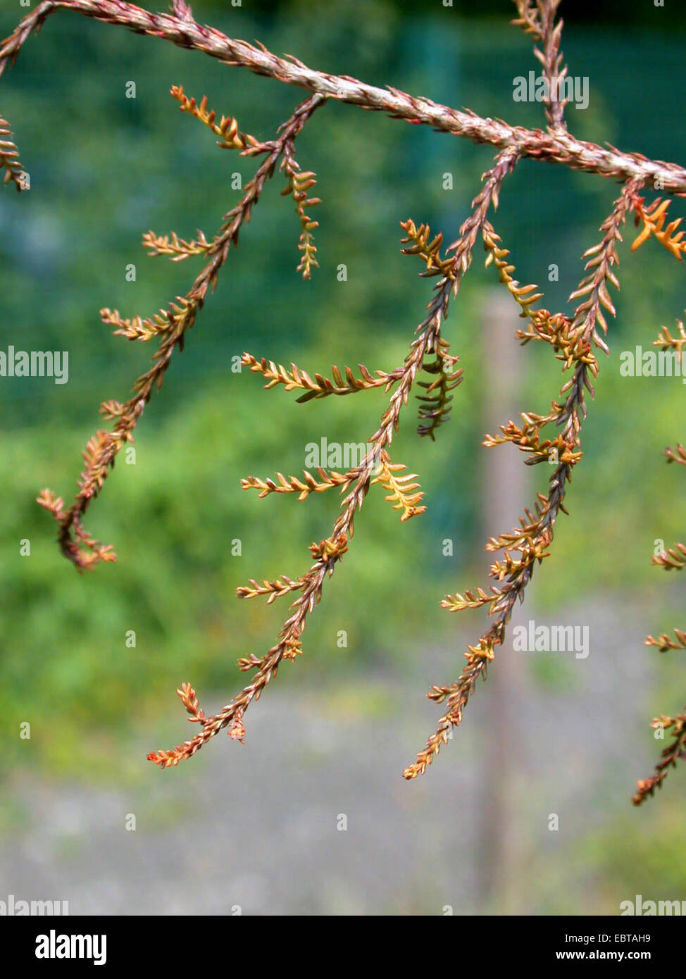 Kahikatea (Dacrycarpus dacrydioides), branches Stock Photo