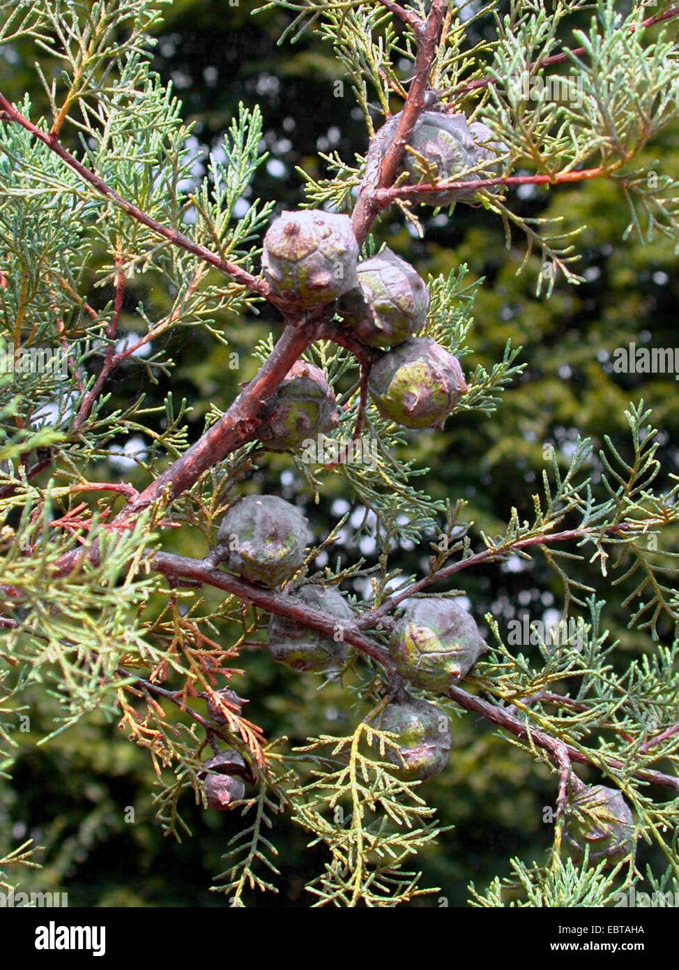 Chinese Cypress (Cupressus duclouxiana), cones on a branch Stock Photo