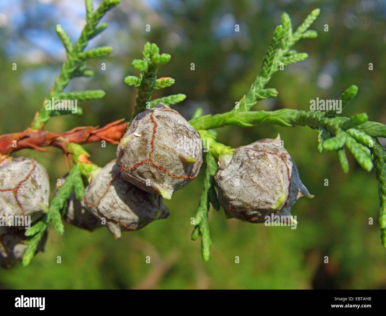 Gowen cypress (Cupressus goveniana), cones on a branch, USA Stock Photo