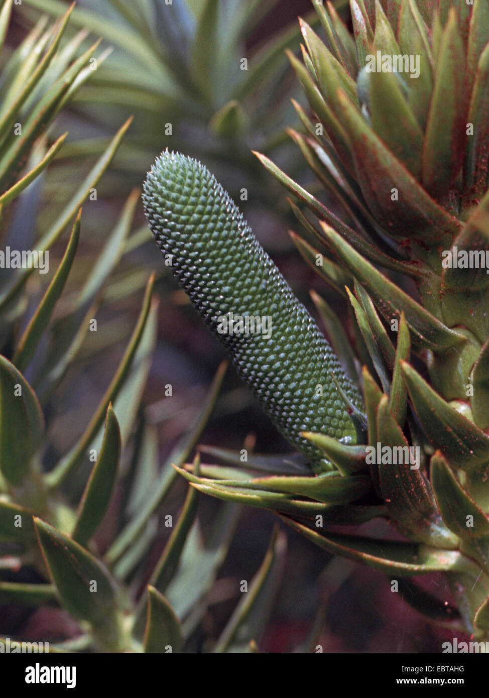 Brasilian pine (Araucaria angustifolia), male inflorescence in bud Stock Photo