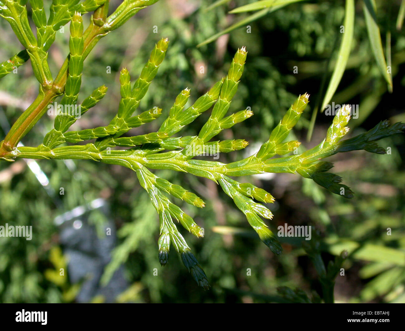 Taiwan Incense-cedar, Taiwan white cedar (Calocedrus formosana, Calocedrus macrolepis var. formosana ), branch Stock Photo