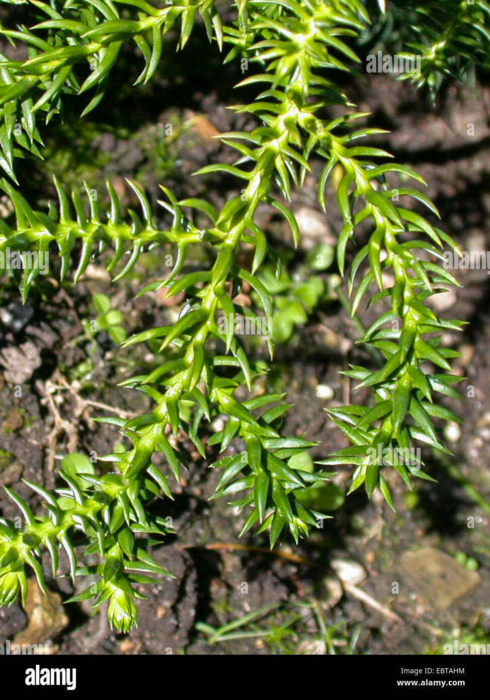 Athrotaxis selaginoides (Athrotaxis selaginoides), branch Stock Photo