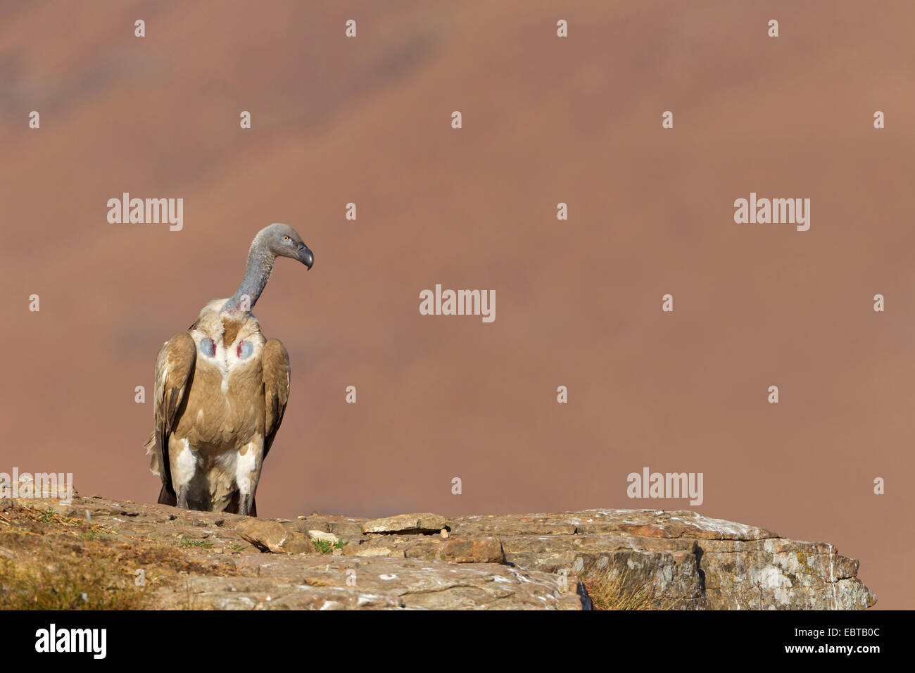 Cape vulture (Gyps coprotheres), sitting on a rock spur, South Africa, Kwazulu-Natal Stock Photo