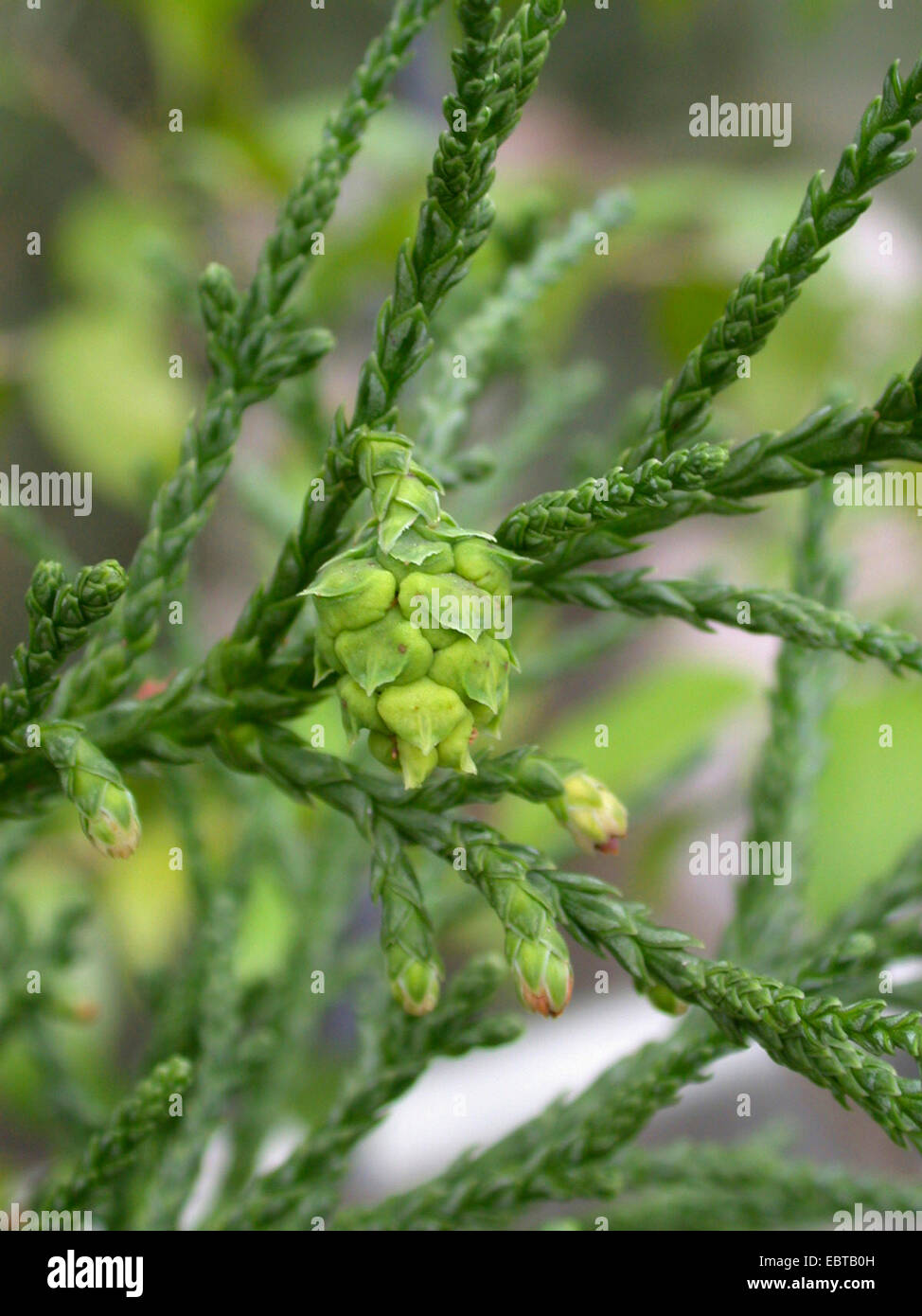 Athrotaxis laxifolia (Athrotaxis laxifolia), unripe cones Stock Photo
