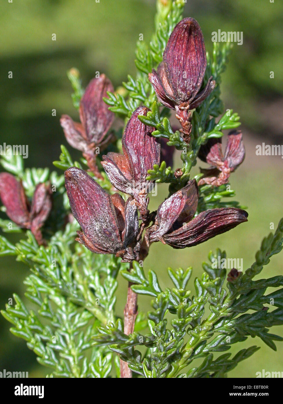 Patagonian Cypress (Austrocedrus chilensis), branch with cones Stock Photo