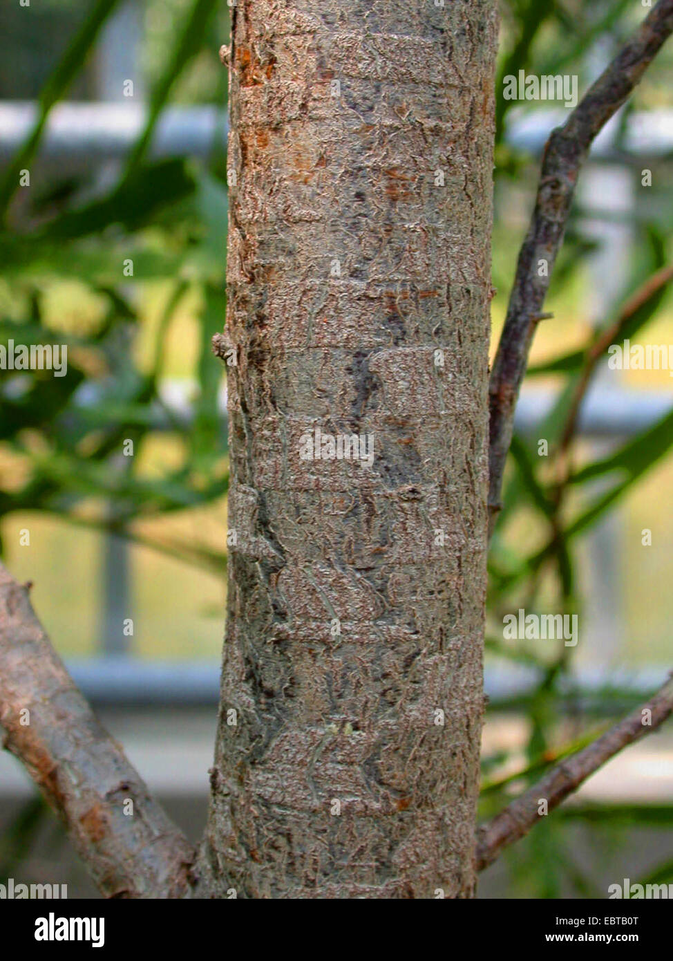 Oyster Bay Pine, Port Jackson Pine (Callitris rhomboidea, Callitris cupressiformis), trunk Stock Photo