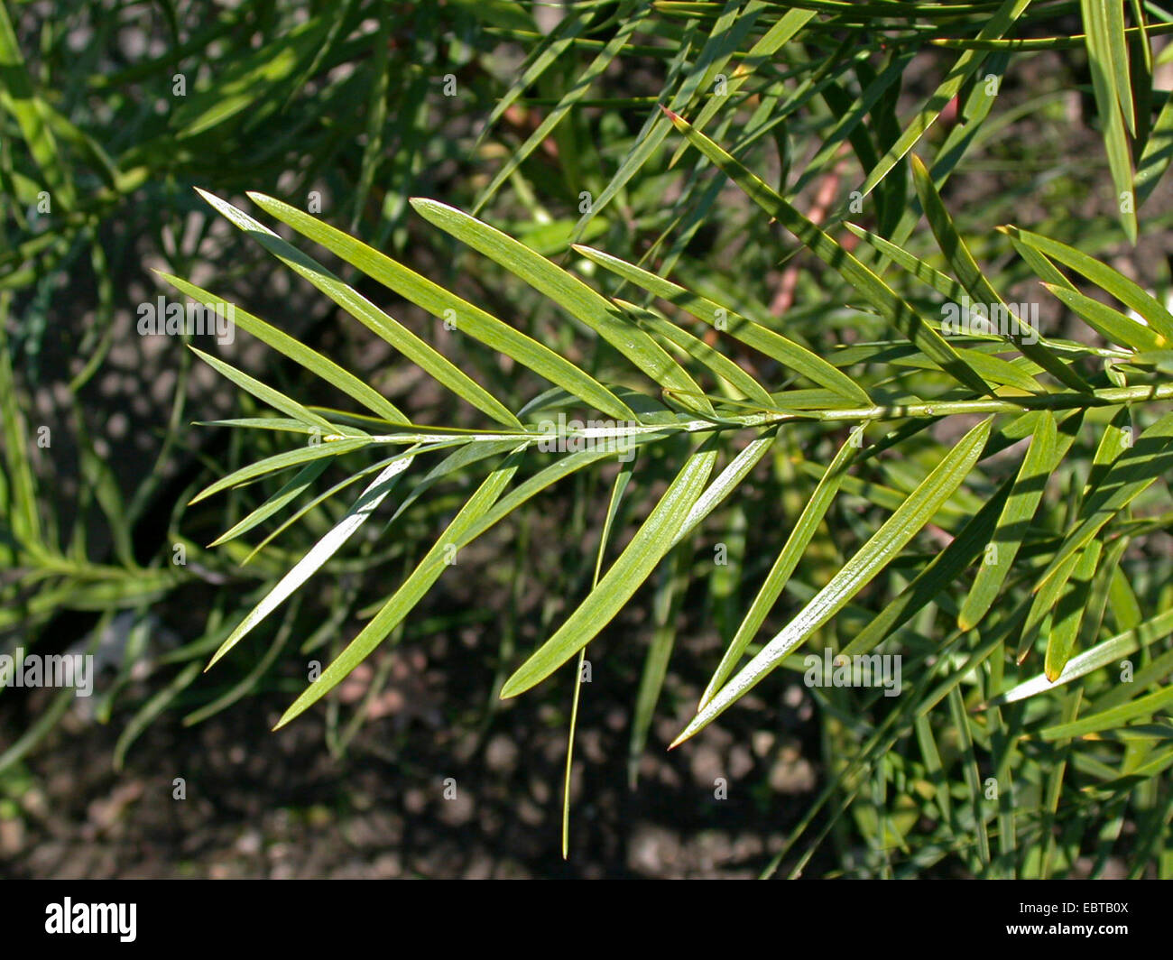Afrocarpus (Afrocarpus gracilior, Podocarpus gracilior), branch Stock Photo