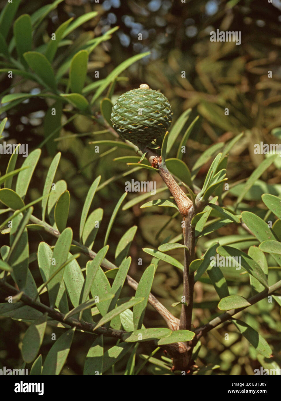 Kauri Pine (Agathis australis), cone on a branch Stock Photo