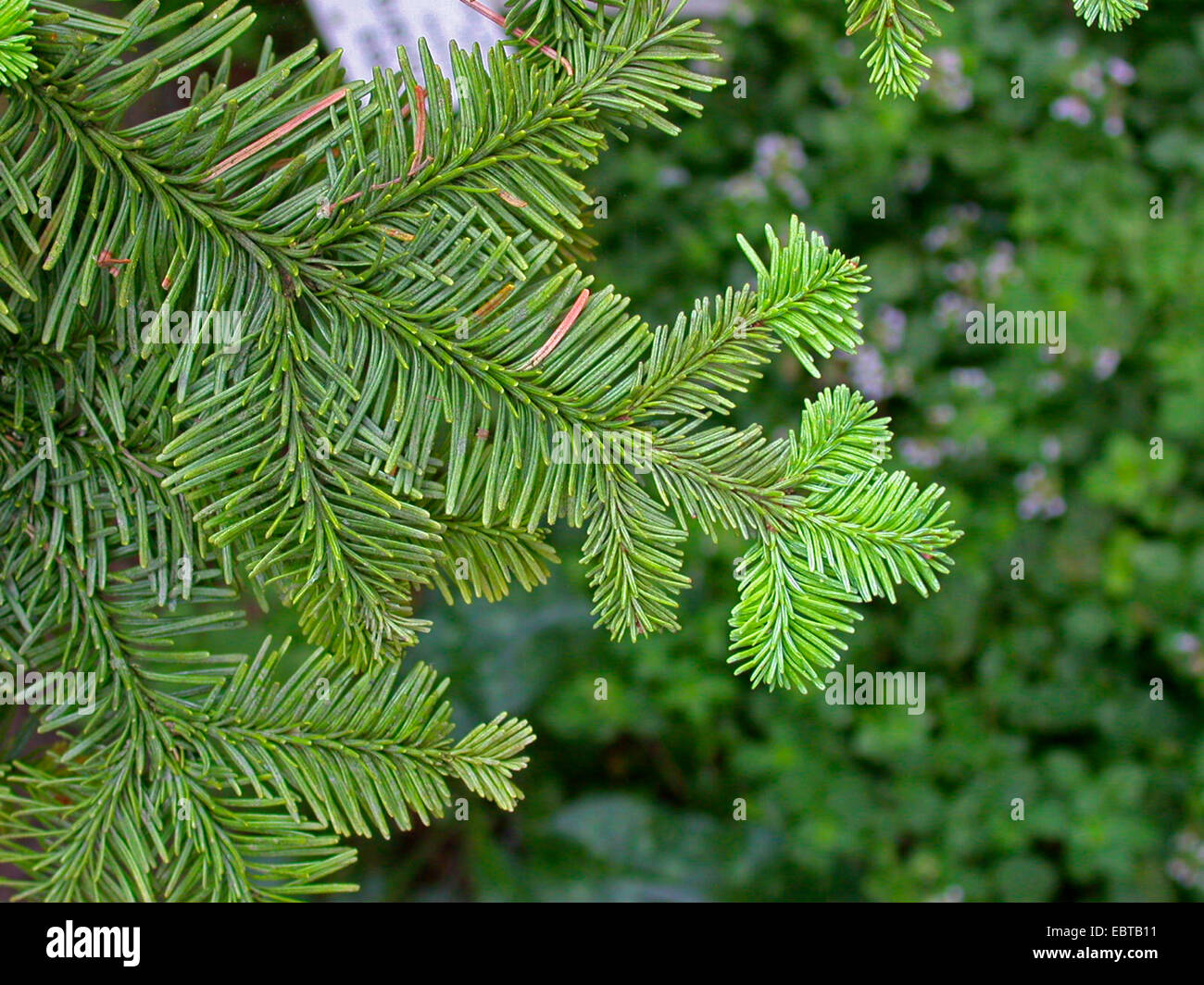 Noble fir, Red fir, White fir (Abies procera, Abies nobilis), branch Stock Photo
