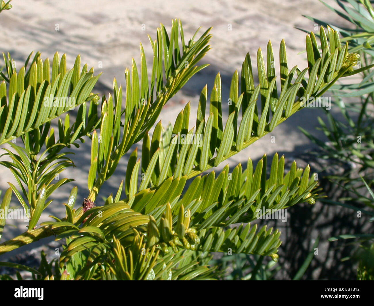 Taiwan Plum Yew, Taiwan Cowtail Pine (Cephalotaxus wilsoniana), branch Stock Photo