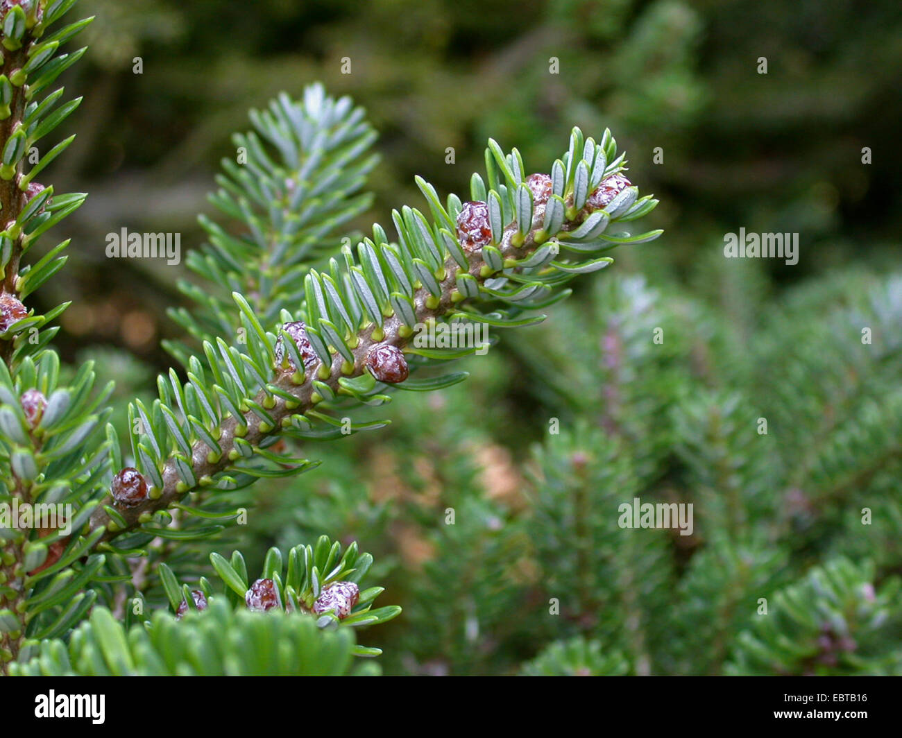 Korean fir (Abies koreana), branch Stock Photo